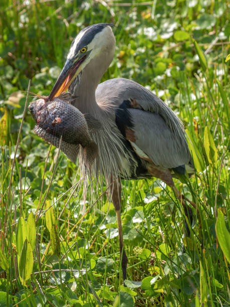 istock Great blue heron walking between green water plants with a fish in its beak in bright sunlight 1454957602