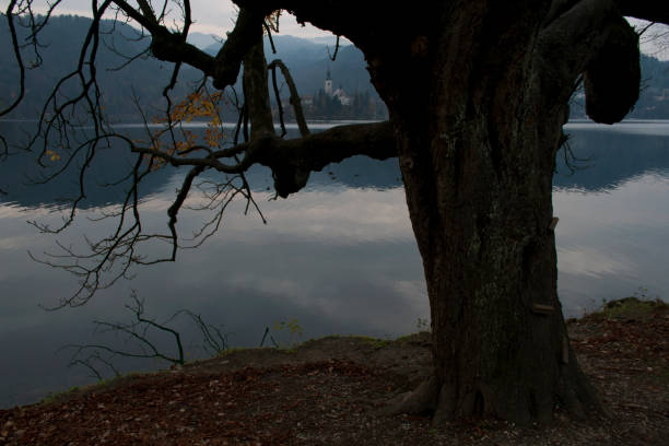 istock Tree on Bled Lake at the Dusk during Winter, Slovenia 1454957670