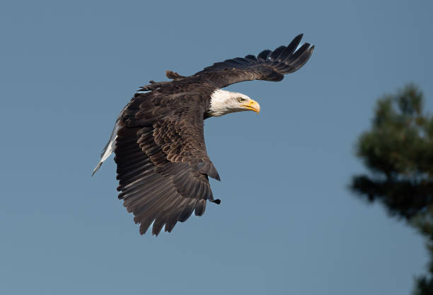 istock Closeup shot of a bald eagle in flight 1454957772