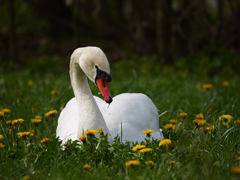 A beautiful mute swan (Cygnus olor) in a field of yellow flowers