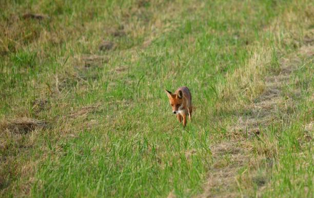 istock Fox lies and rests in the grass on a meadow in summer 1454958879