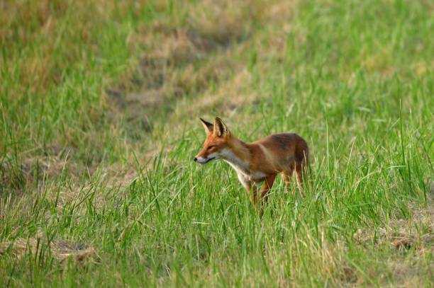 istock Fox lies and rests in the grass on a meadow in summer 1454959420