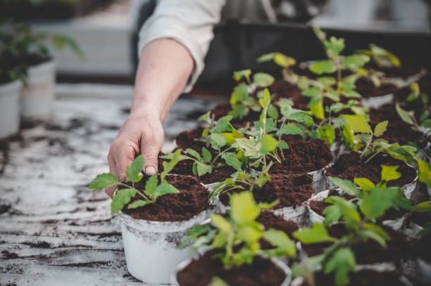 istock Spring planting in a greenhouse 1454959634