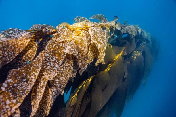 istock Beautiful shot of underwater nature 1454959670