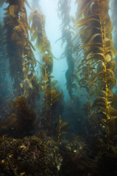 istock Beautiful shot of underwater nature 1454959679