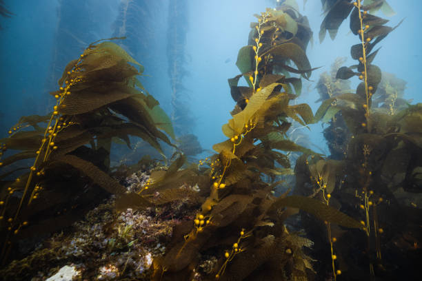 istock Beautiful shot of underwater nature 1454959681