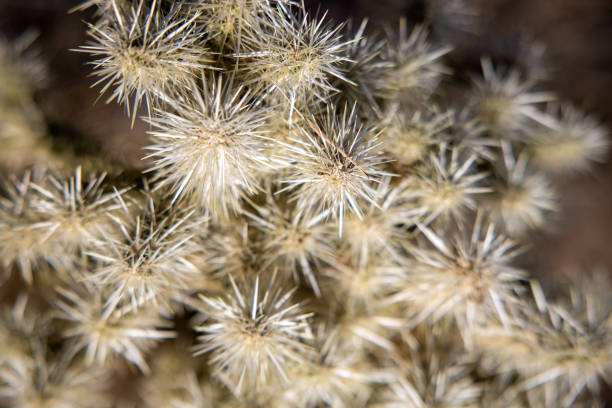 A closeup shot of Silver cholla