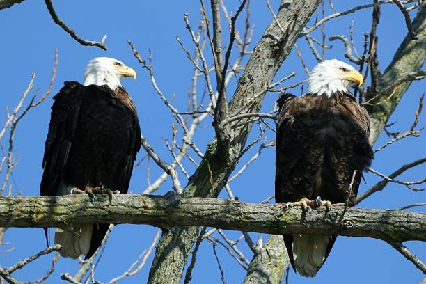 istock Pair of eagle sitting on the branch 1454959742