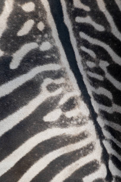 istock F of a zebra of its scruff 1454959861