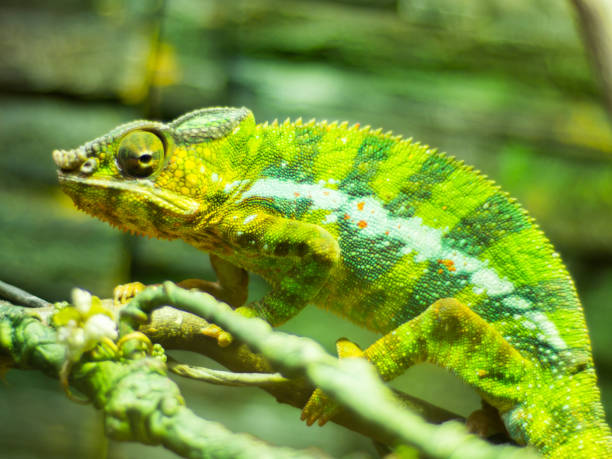 istock Closeup shot of a chameleon on a branch 1454960228