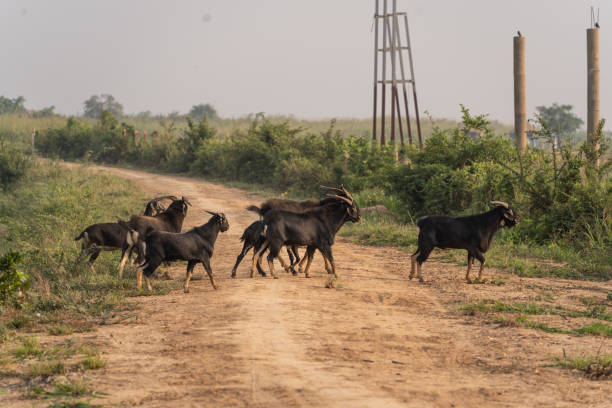 istock Goats in a rural area in Cambodia 1454960299