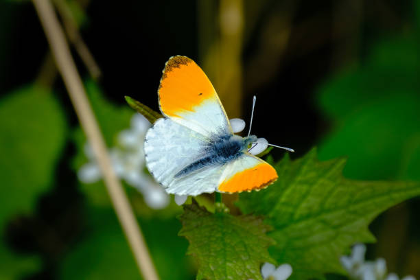 Closeup of an orange tip (Anthocharis cardamines) on a leaf A closeup of an orange tip (Anthocharis cardamines) on a leaf anthocharis cardamines stock pictures, royalty-free photos & images