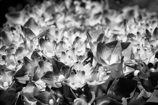 A greyscale shot of a bunch of flowers