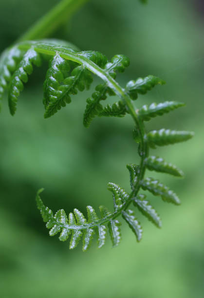 istock Vertical shot of a green plant with tiny leaves on a blurred background 1454961275