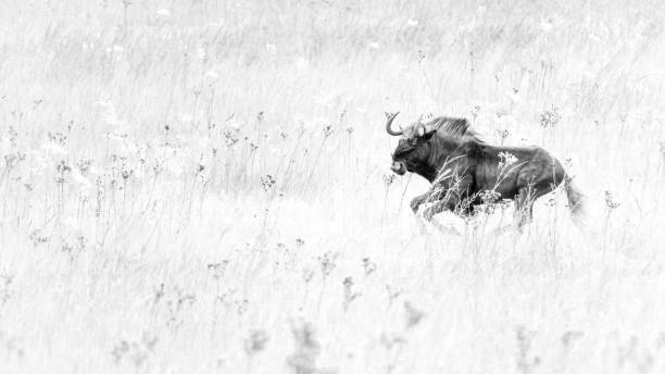 istock Black Wildebeest in Africa 1454961446