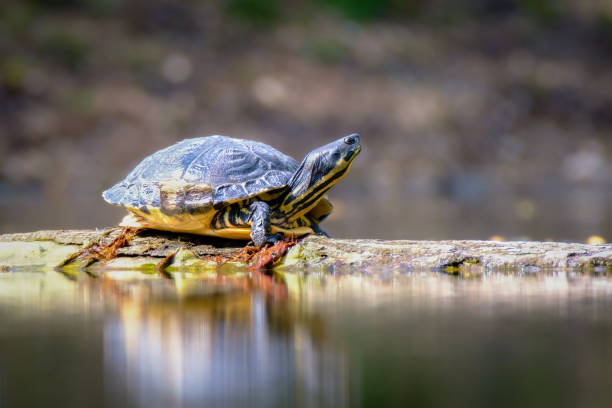 istock Yellow-bellied slider turtle ( Trachemys scripta scripta) on a blurry background 1454961482