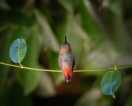 Beautiful Hummingbird centered between leaves on a vine looking away from camera