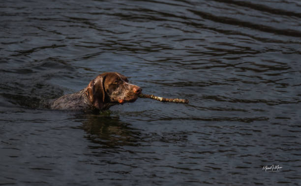 istock Dog Retrieving A Stick in a Lake 1454961597