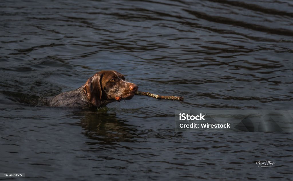 Dog Retrieving A Stick in a Lake A HUNTING DOG SWIMMING AND RETREIVING A STICK AT A LOCAL LAKE INWASHINGTON STATE Activity Stock Photo