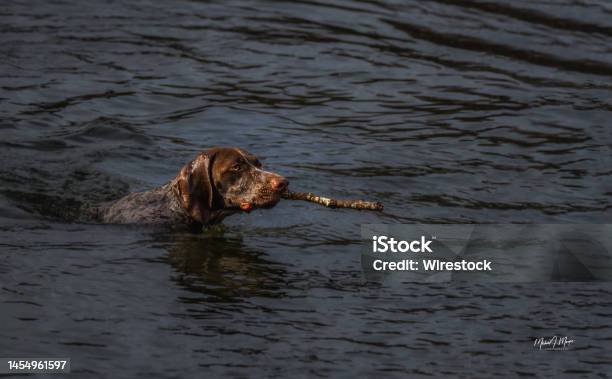 Dog Retrieving A Stick In A Lake Stock Photo - Download Image Now - Activity, Animal, Animal Body Part