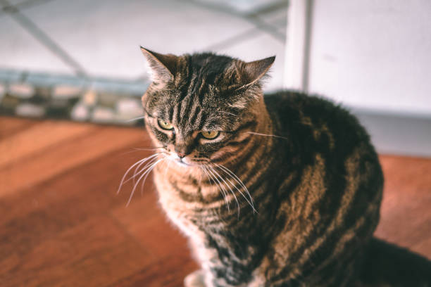 istock Grumpy cat with green eyes on a blurry background at home 1454961615