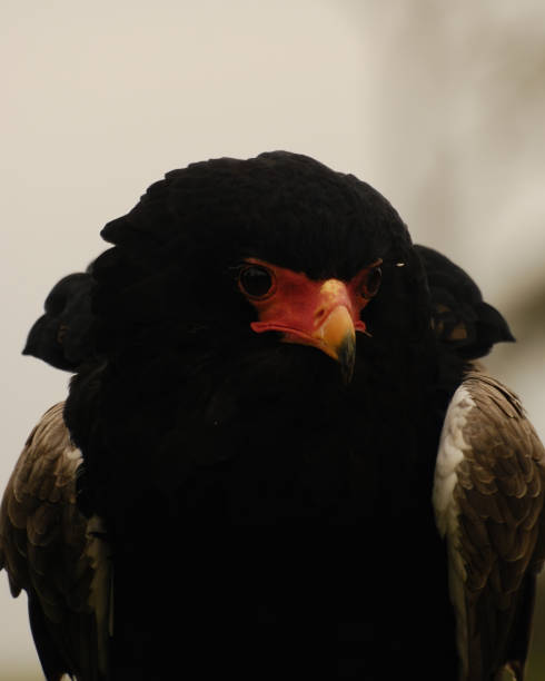 istock Vertical shot of a Bateleur Eagle, Terathopius ecaudatus 1454962255