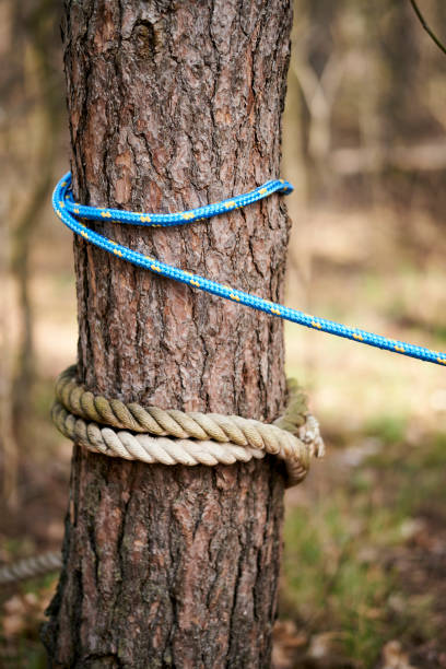 A vertical shot of a trunk of a tree with two ropes on it on a blurred background