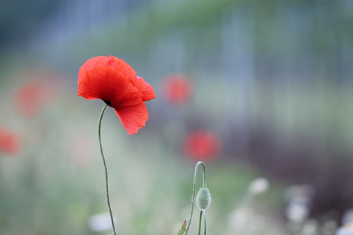 A Red poppy flower in spring