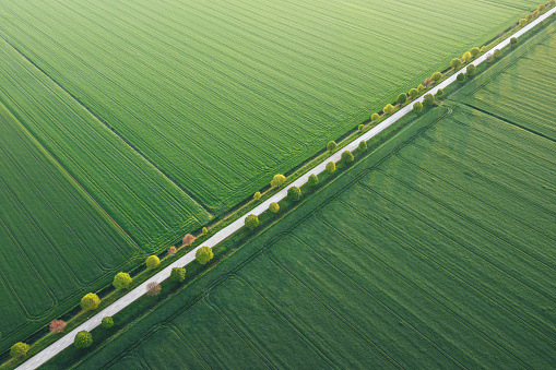 Aerial view on idyllic tree-lined country road through the green wheat fields.