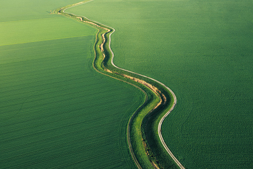 Empty trails winds through the rural area of green wheat fields. Aerial view.