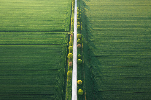 Aerial view on idyllic tree-lined country road through the green wheat fields at sunrise.