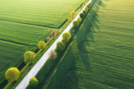 Aerial view on idyllic tree-lined country road through the green wheat fields at sunrise.