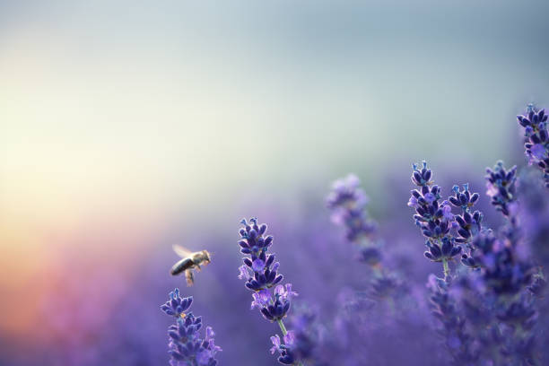 Bee In Lavender Field Flying bee in lavender field. scene scented stock pictures, royalty-free photos & images