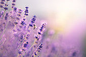 Bee In Lavender Field