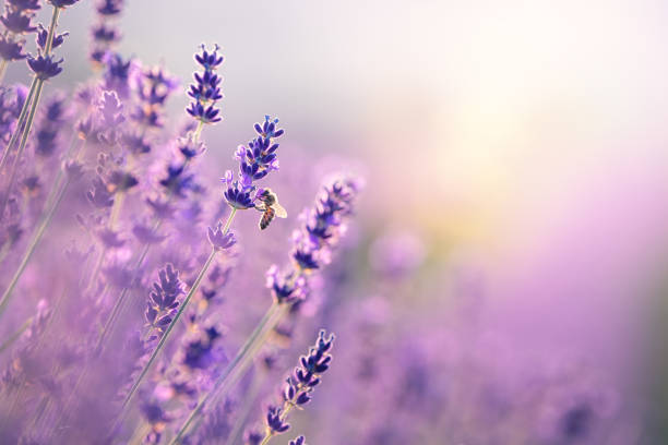 Bee In Lavender Field stock photo