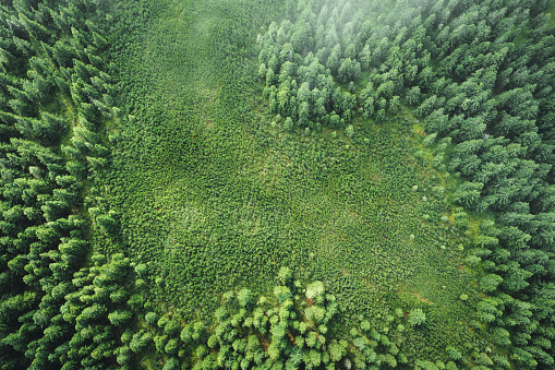 Aerial view on idyllic glade in the middle of pine forest.