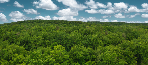 Aerial view on mixed green forest with fluffy clouds.