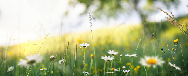 Summer meadow with golden daisies.