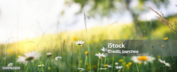Summer Meadow Stock Photo - Download Image Now - Flower, Springtime, Summer
