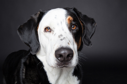 A closeup shot of Sennenhund swiss mountain dog looking at camera in black background