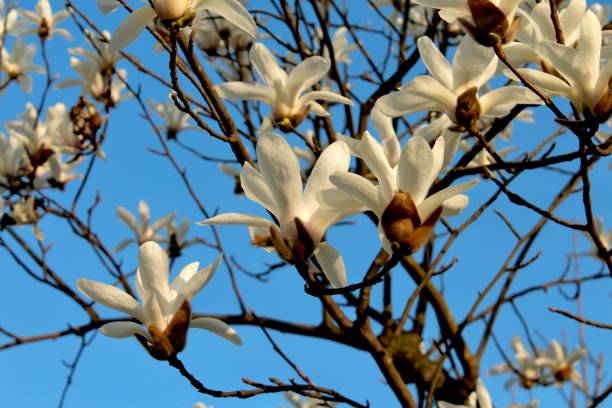 fleurs de diva dans le ciel - spring magnolia flower sky photos et images de collection