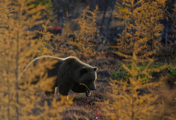 A grizzly bear walking trough forrest with fall colors