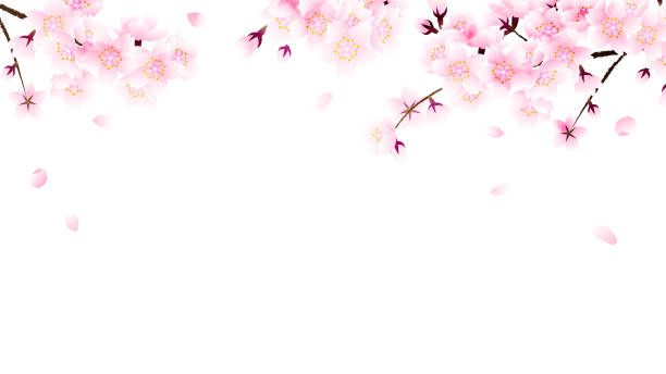 istock Frame of cherry blossom and falling petal on white background 1454962858