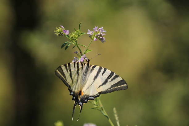 iphiclides podalirius - scarce swallowtail photos et images de collection