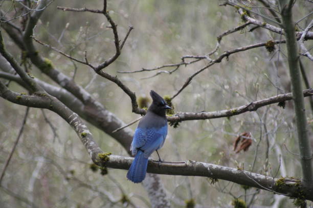 istock Stellers jay perched on a tree branch, looking around and waiting 1454963452