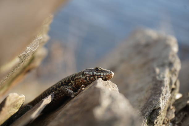 istock Selective focus shot of a wall lizard on rocks 1454963613