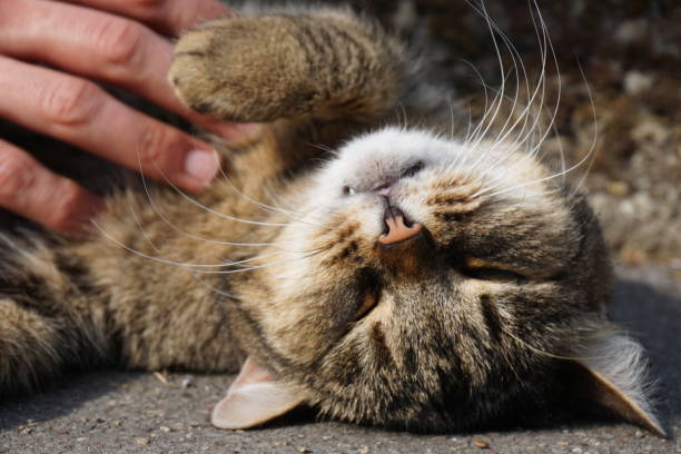 istock Selective focus shot of a hand touching the tabby black cat on the ground 1454963616