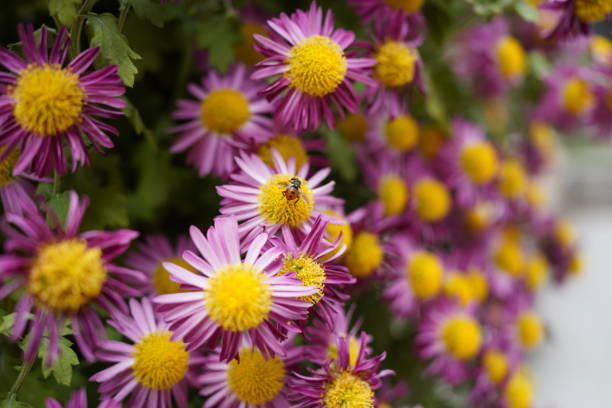 makro einer hummel, die pollen und nektar aus einer ampelaster carolinianus-blüte saugt - bodied stock-fotos und bilder