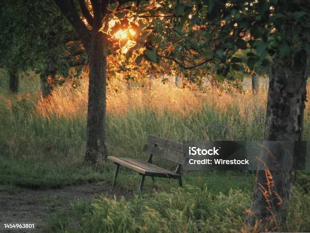 A Resting Place In The Evening Stock Photo - Download Image Now - Autumn, Avenue, Beauty