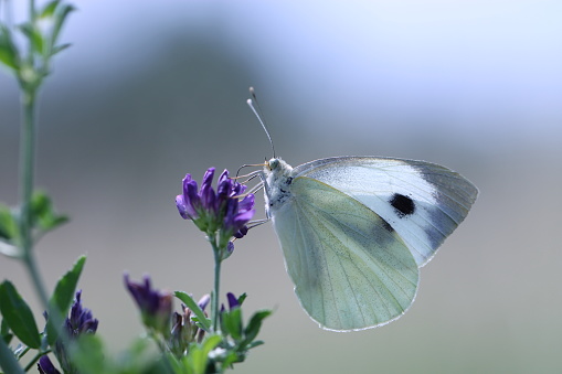 Close-up image of a Butterfly on a flower